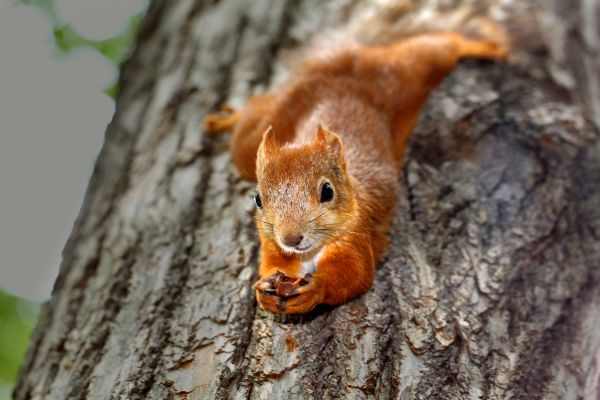 Ein Eichhörnchen auf einem Baumstamm.