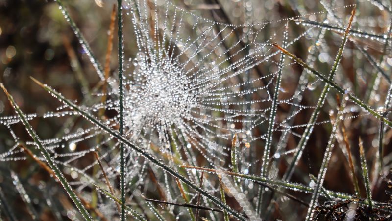 Spinnennetz mit Tautropfen in Nahaufnahme