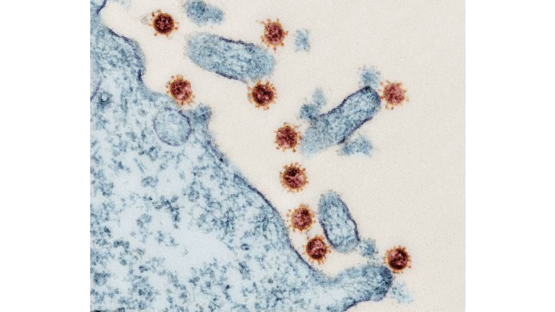 Corona-Viren attackieren eine Körperzelle… 