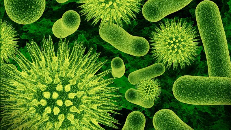 Bild zeigt Bakterien 