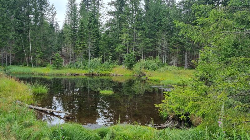 Bild zeigt Teich im Wald: Nicht Wassermangel, sondern zu viel Bedarf an dem erfrischenden Nass auf einmal führt an heißen Sommertage zu Engpässen. 