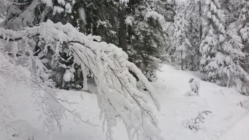 Bild zeigt verschneiten Wald