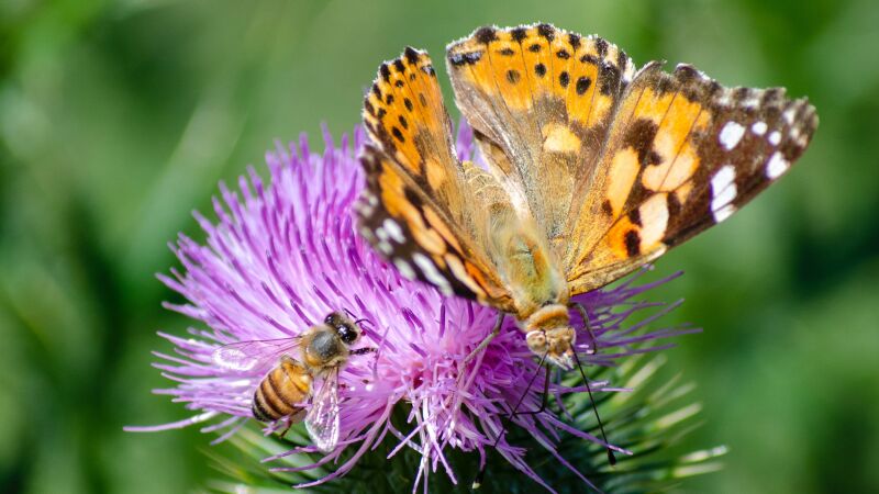 Die Wechselbeziehung zwischen Flora und Fauna ist entscheidend, um eine gesunde und ausgewogene Umwelt aufrechtzuerhalten.