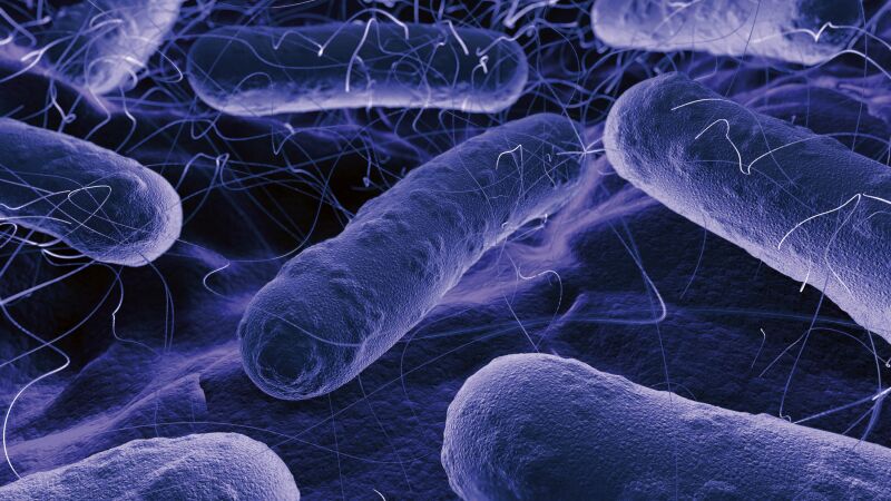 Das Bild zeigt das Bakterium Pseudomonas aeruginosa.