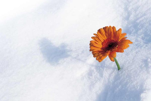 Das Bild zeigt eine Blume im Schnee.