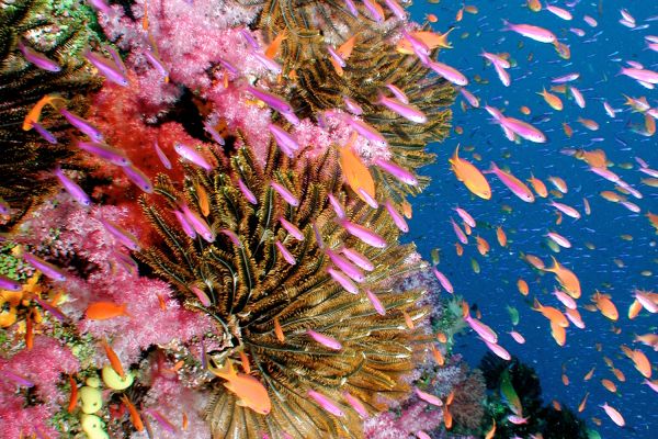Das Bild zeigt eine Unterwasser-Aufnahme mit Fischen und Korallen.